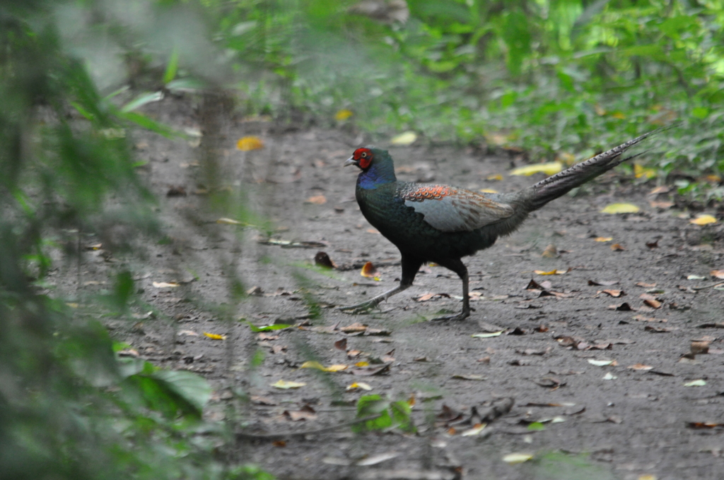 ホイ サッさ！DSC_0223