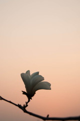 夕暮れ時に