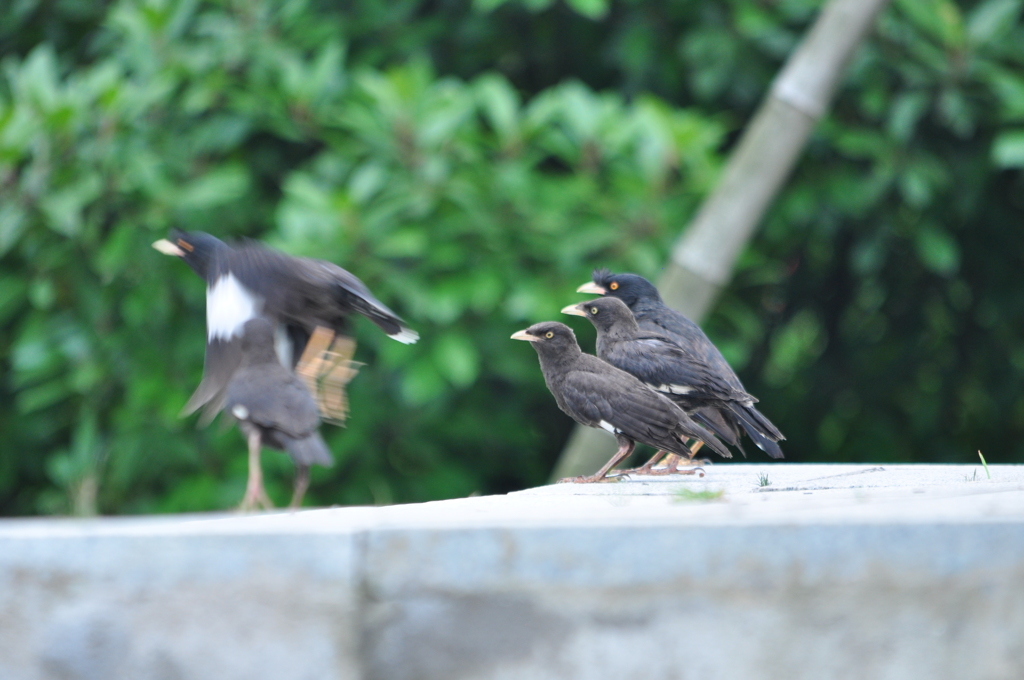 俺についてこい！ヘイ　親分　DSC_0271