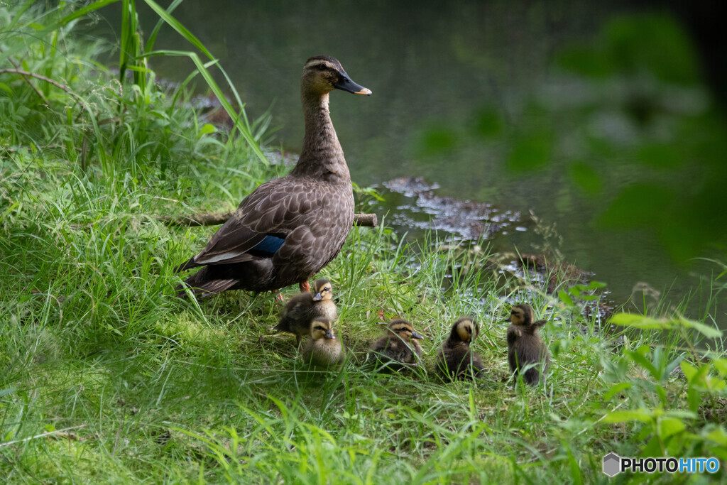 子供達ダヨ　全員集合！