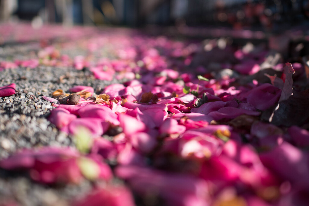 山茶花の路