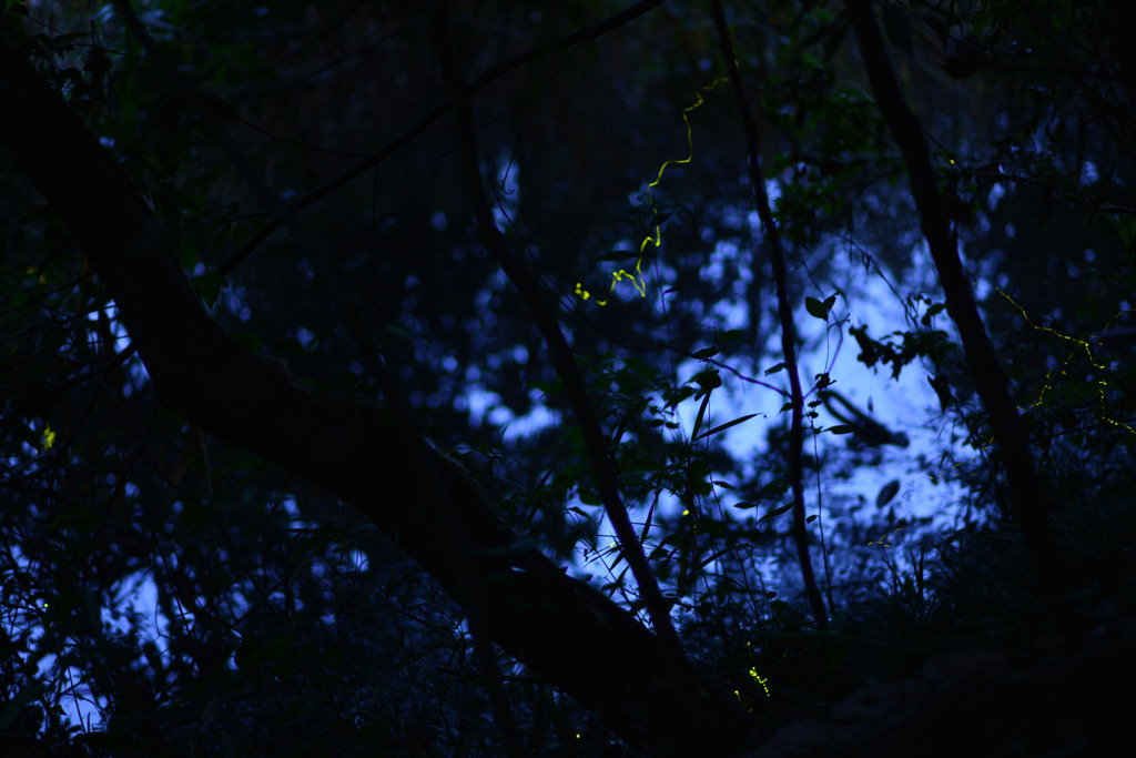 夏の夜