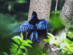 カンムリオウチュウ
