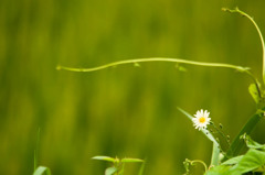 一輪の花