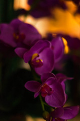 シックな感じで