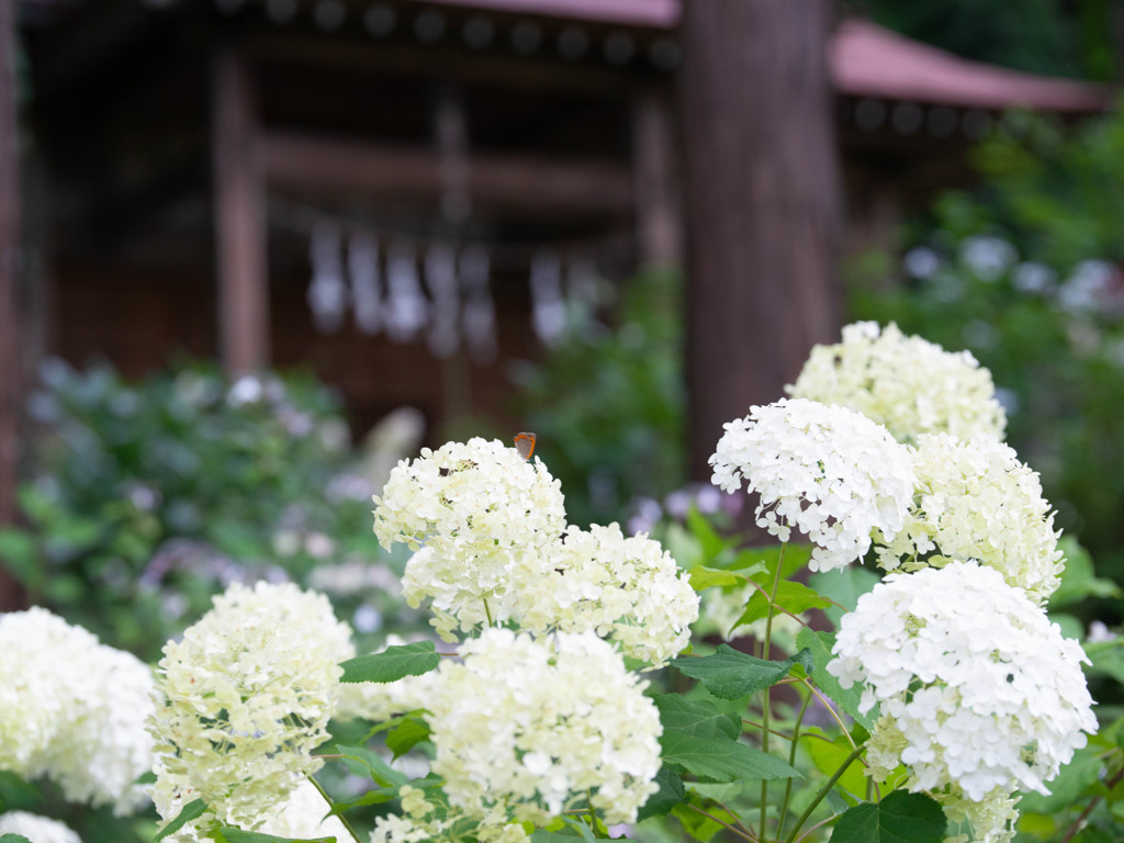 神社