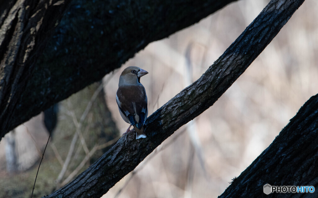 冬鳥との巡り合いが楽しくて