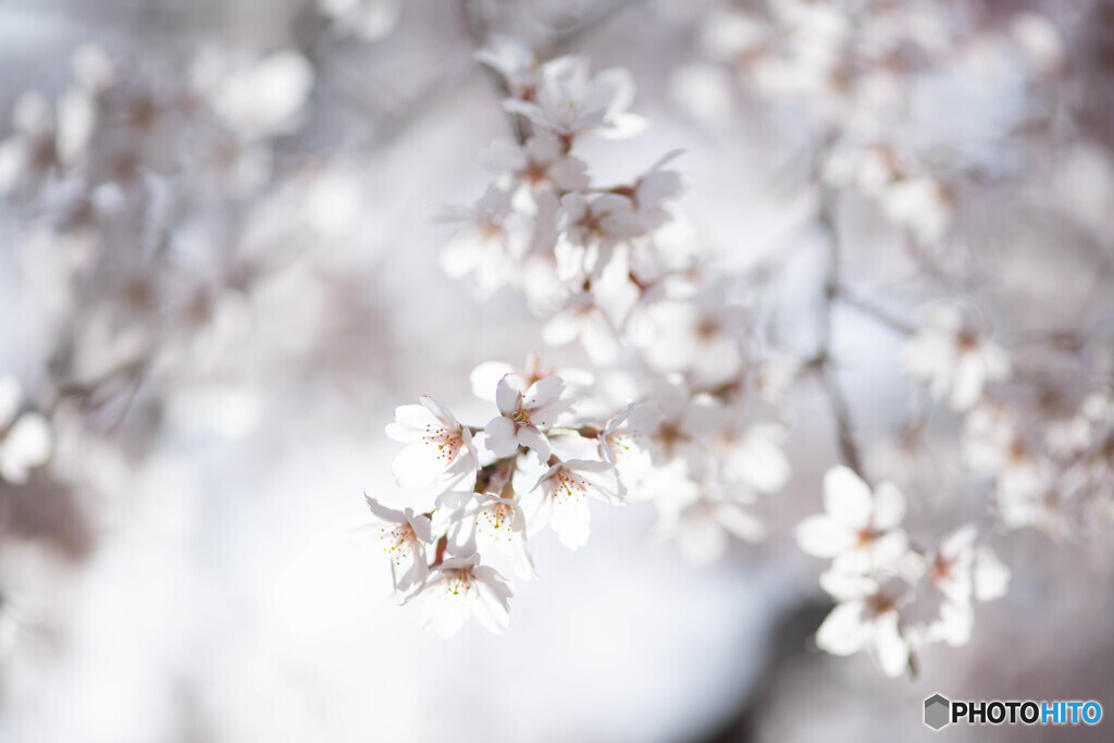 朝日に輝く彼岸桜の花弁