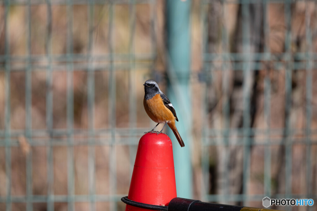 良い所に乗ってくれました