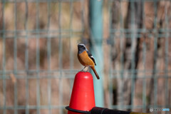 良い所に乗ってくれました