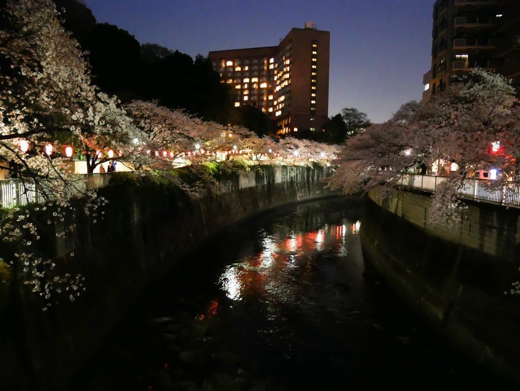 夜桜