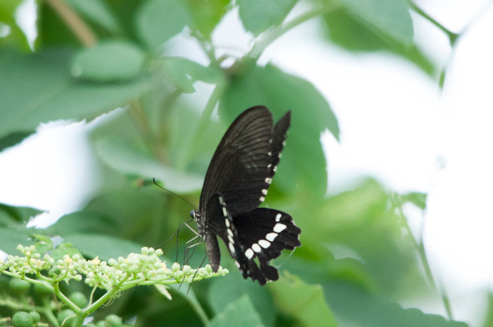 シロオビアゲハ