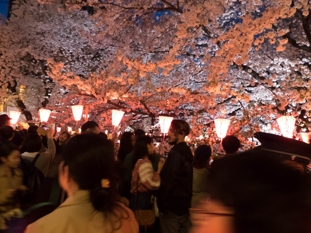 お花見？それとも、お人見？