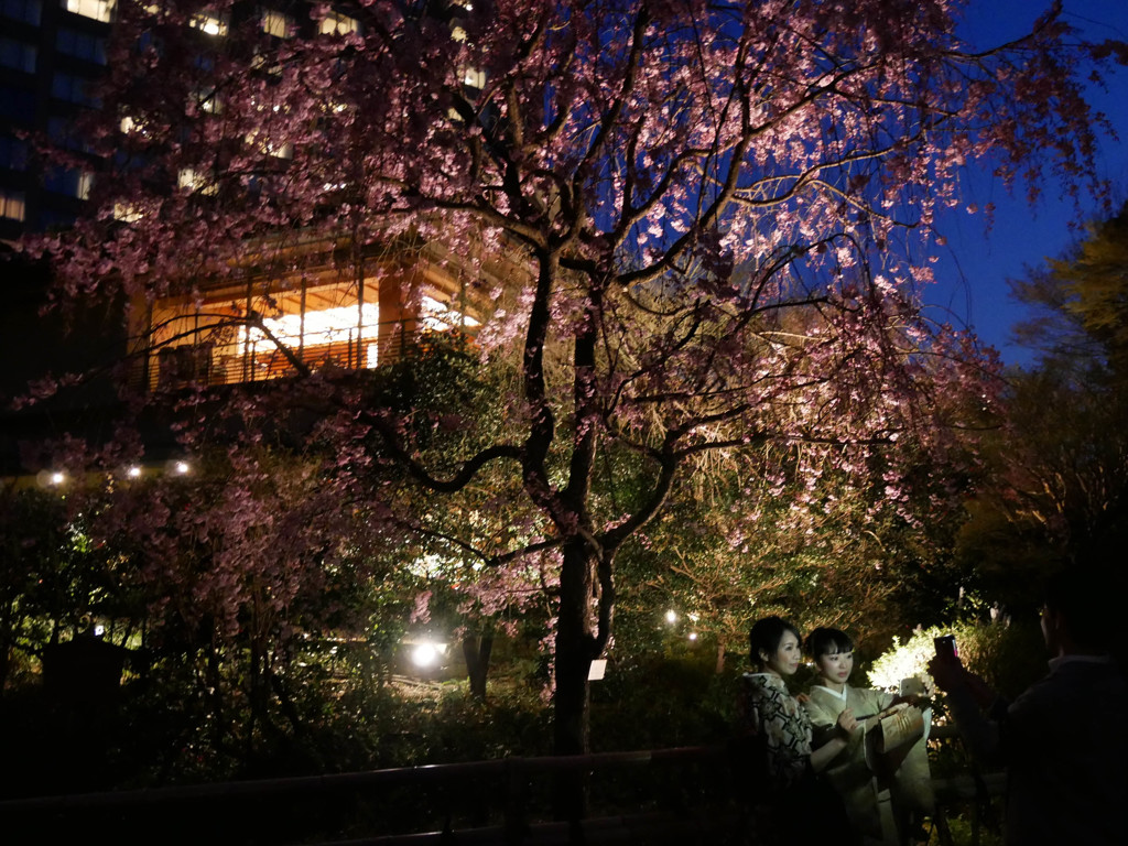 夜桜を愛でて