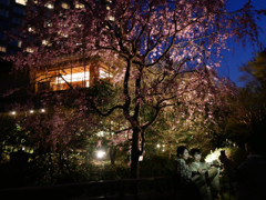夜桜を愛でて