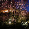 夜桜を愛でて
