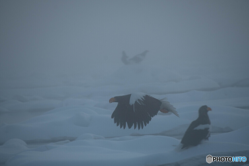 オホーツクの朝霧の中で