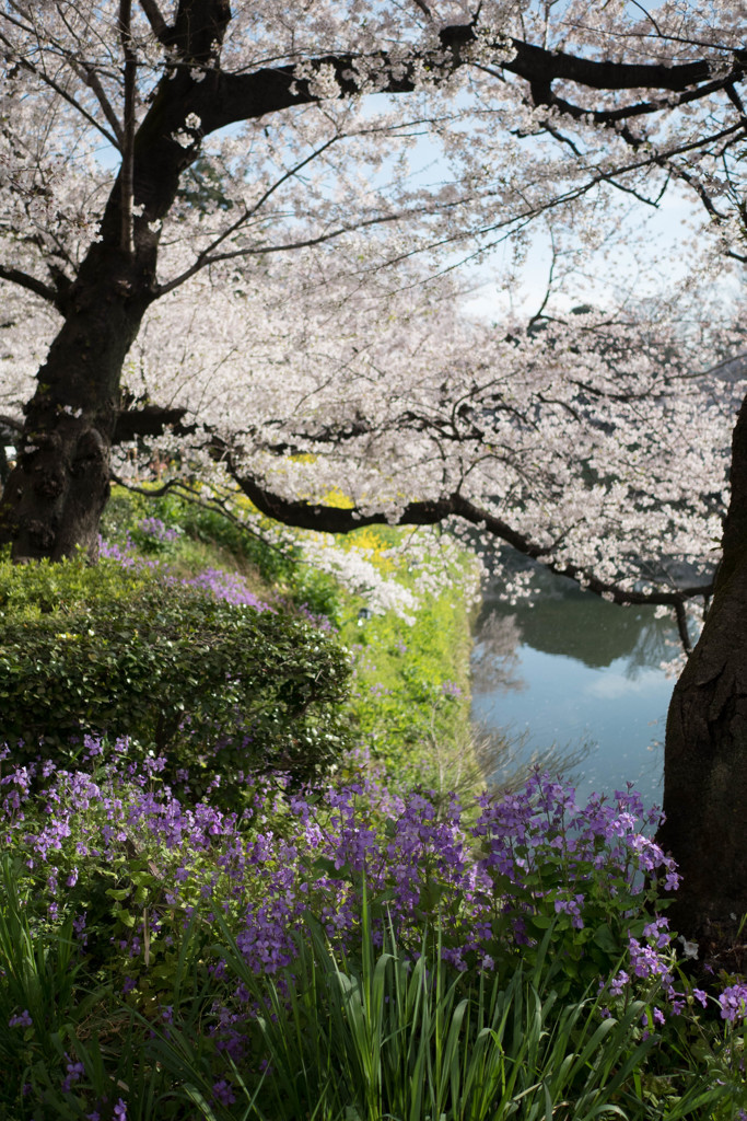 桜咲く頃