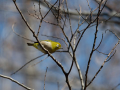 春に