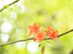 新緑の彩り