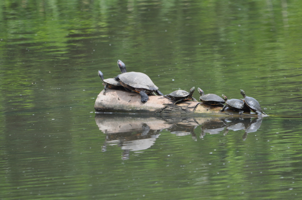子亀の上に、親ガメ乗せて　DSC_0002