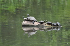 子亀の上に、親ガメ乗せて　DSC_0002
