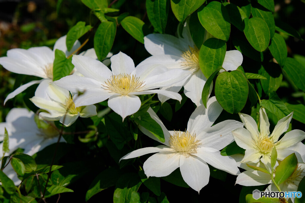 綺麗に咲きました