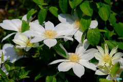 綺麗に咲きました