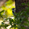 アカゲラ、初撮り～