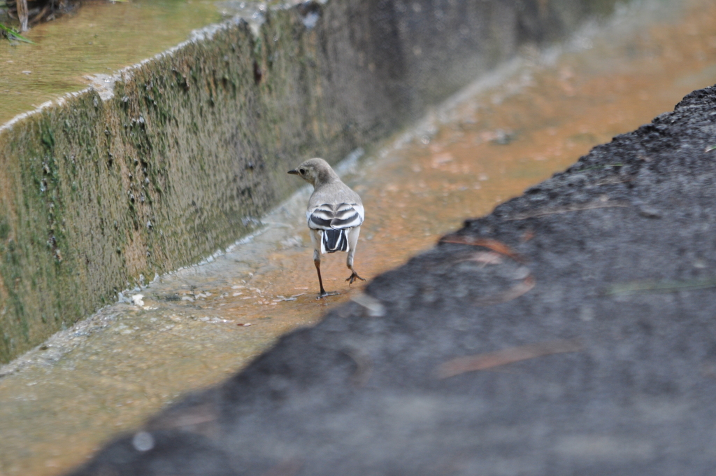 ストーカー　お断り！DSC_0281