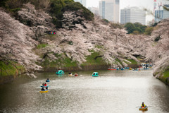 桜を愛でて