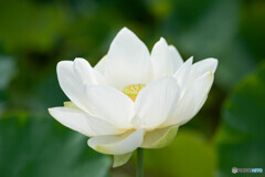 Jun（純）