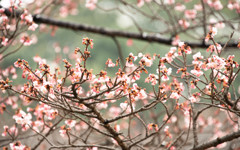 寒桜