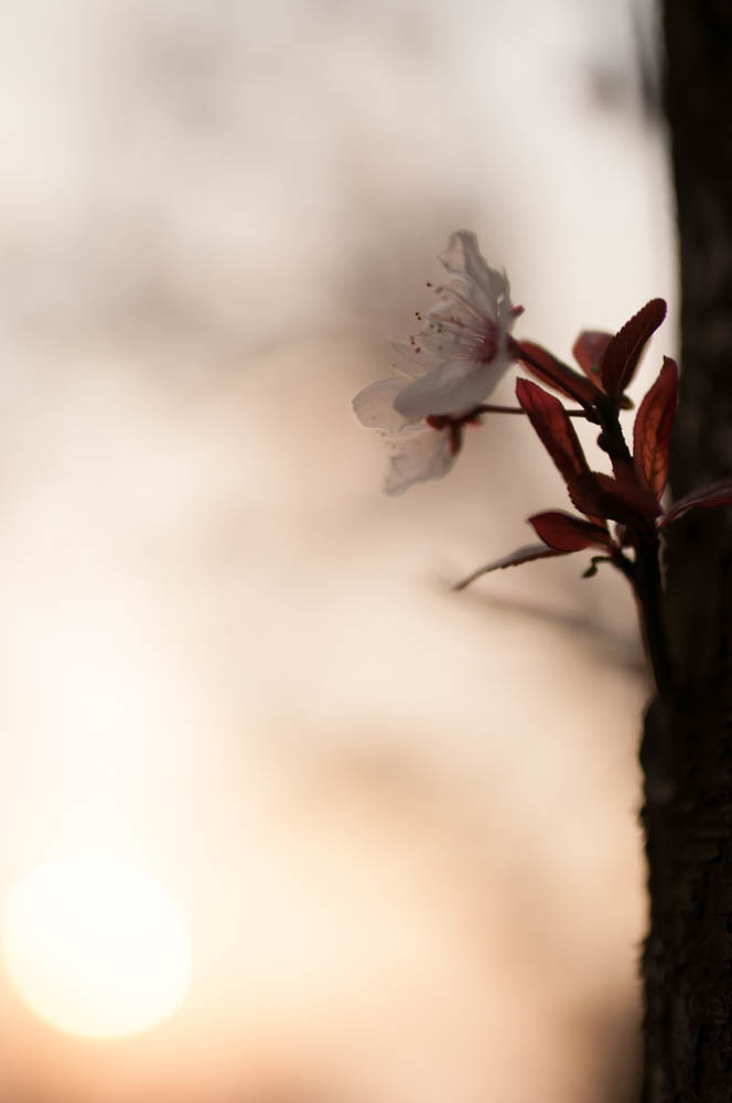山桜