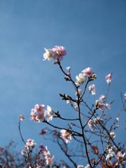 秋桜
