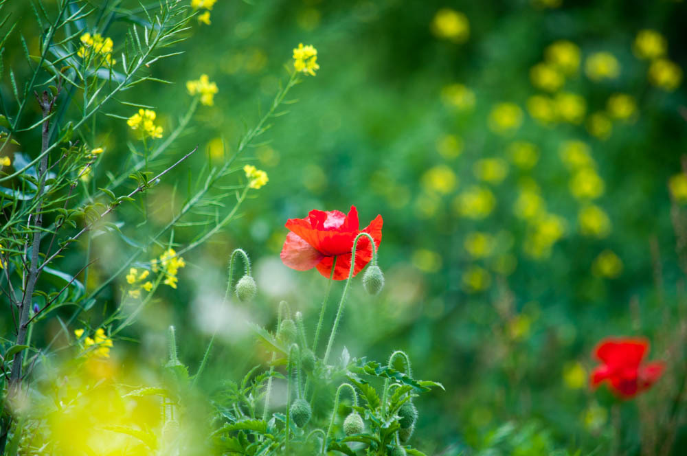 丘の上、ヒナゲシの花で