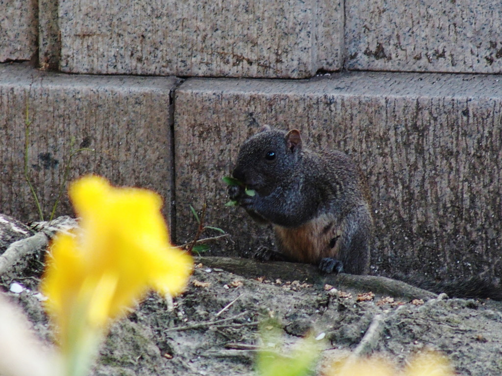 お食事中