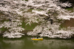 お堀の桜