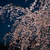 六義園　No.2
