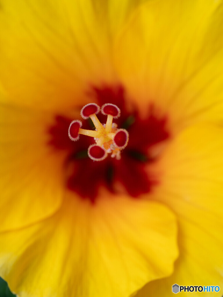 夏