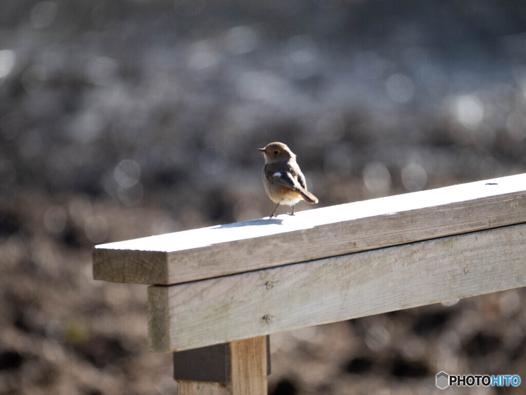 お散歩でしょうか？