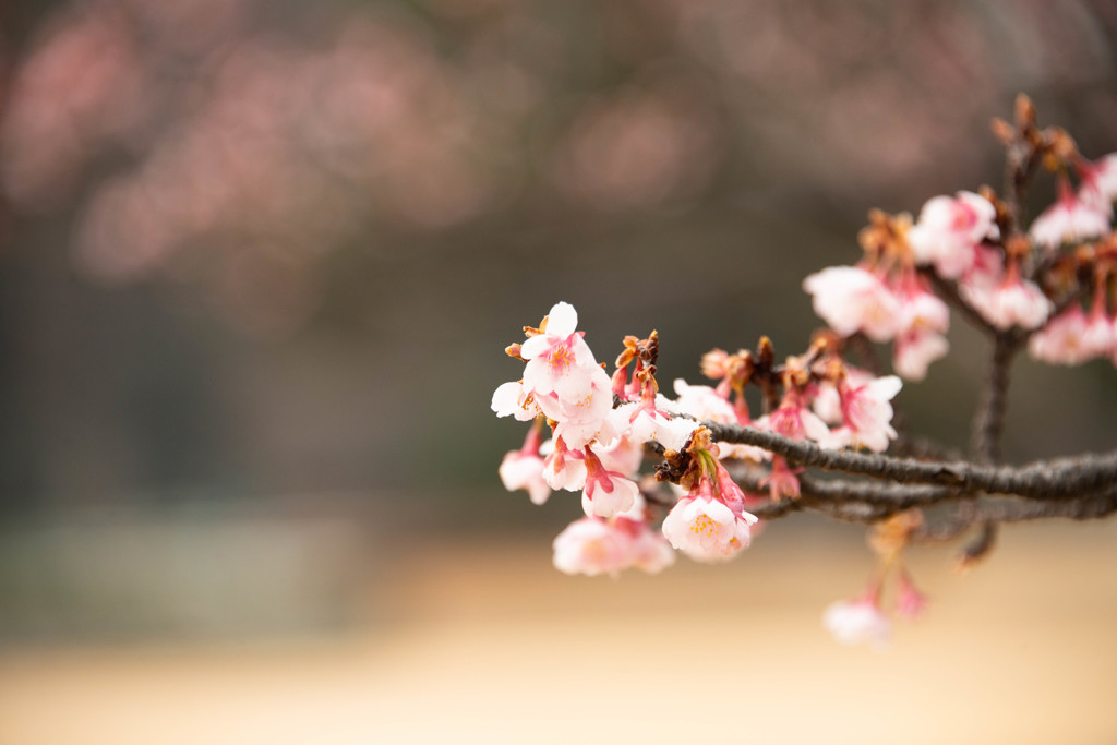 花開く