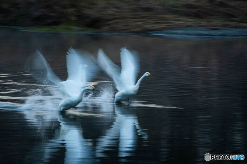 今年も帰ってきてくれました、ありがいですね！