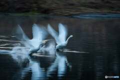 今年も帰ってきてくれました、ありがいですね！