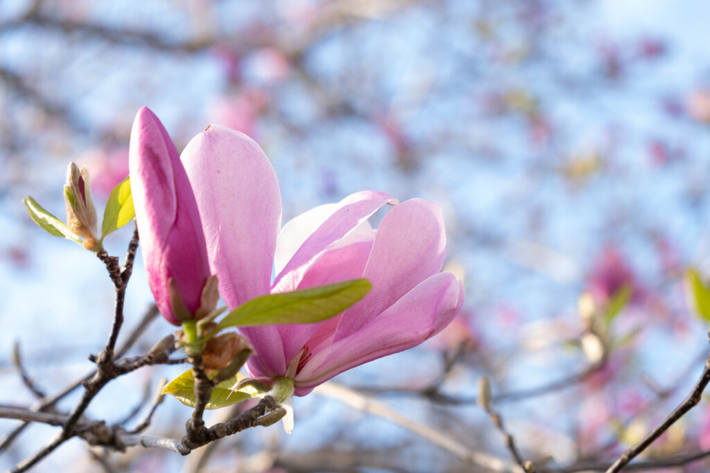 花開く時