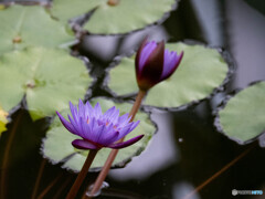 熱帯の雰囲気