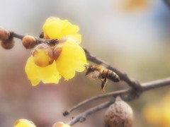 春色に誘われて