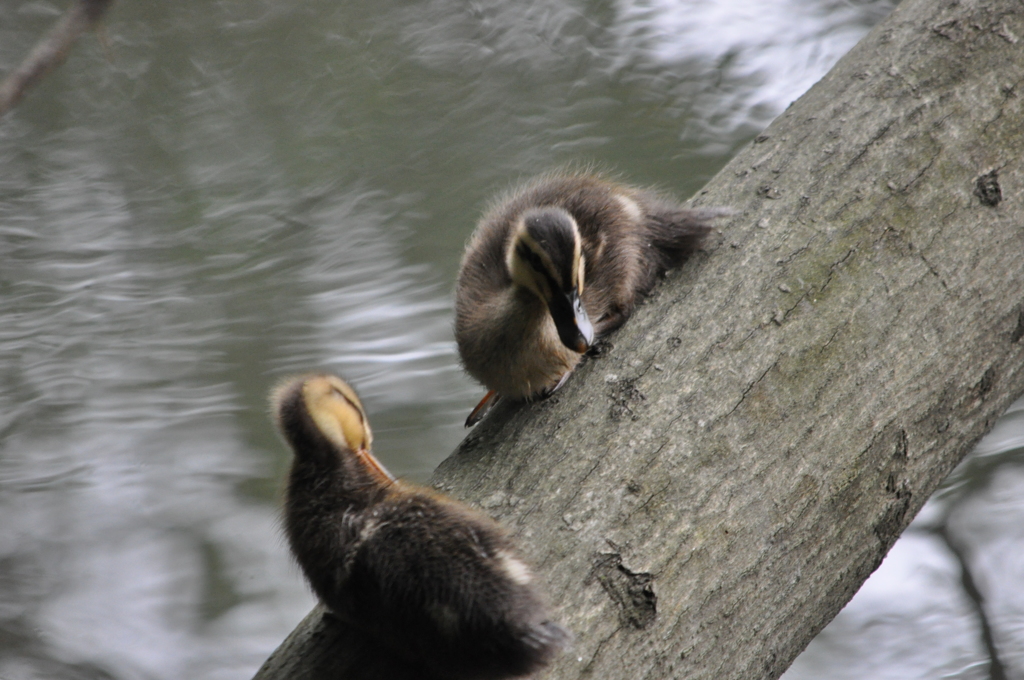 アラッ！　DSC_0064