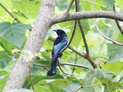 カンムリオウチュウ
