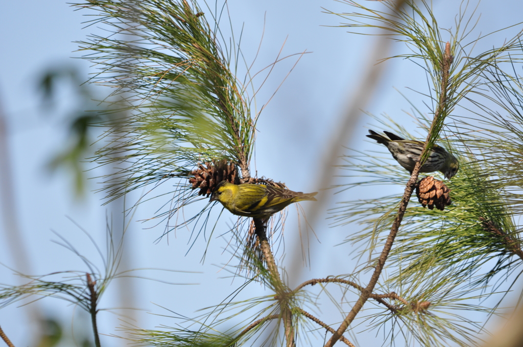 これは美味いナー！DSC_0406